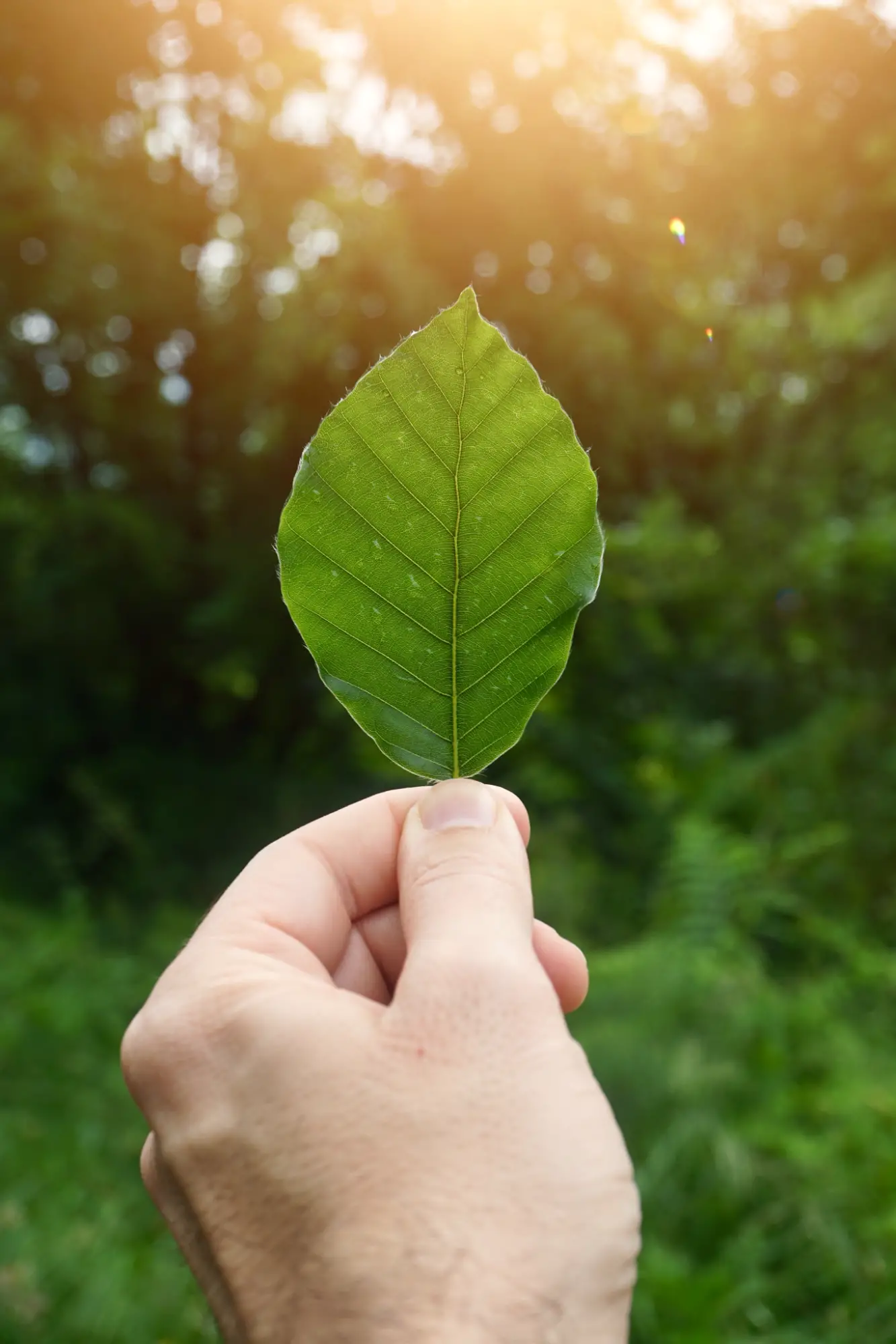 hand-with-green-leaf-textured-nature